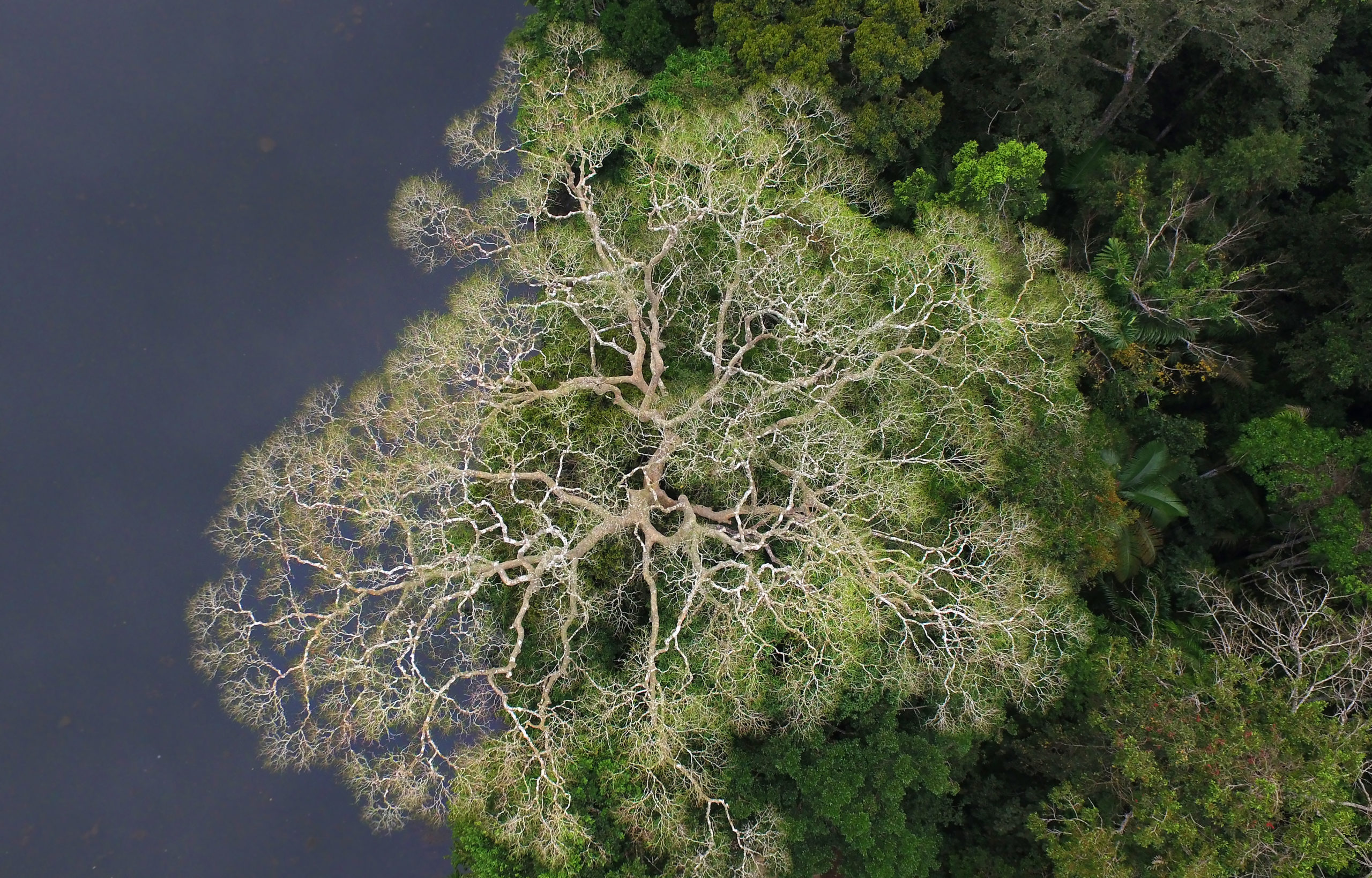 Drone photo over Manu NP, at Cocha Cashu, Peru. © Daniel Rosengren