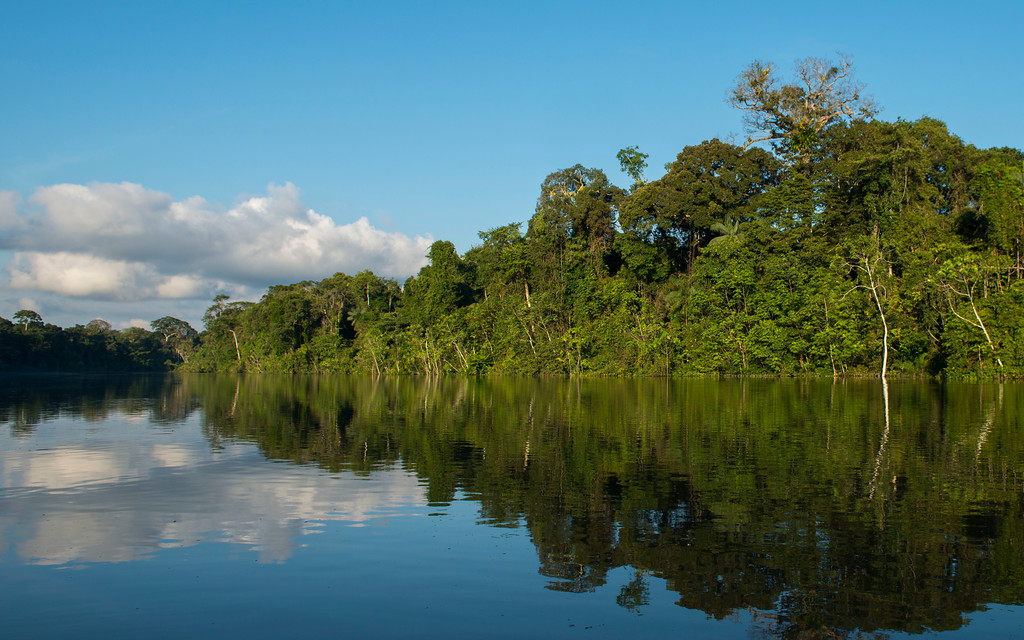 The rainforest along the River Yaguas, Peru. © Daniel Rosengren